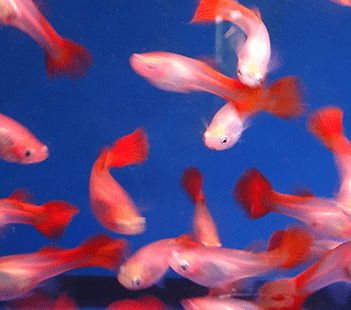 What Guppies Taught Me About Doctoring