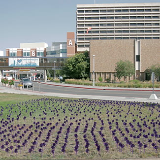 overdose awareness day purple ribbons blog denver health