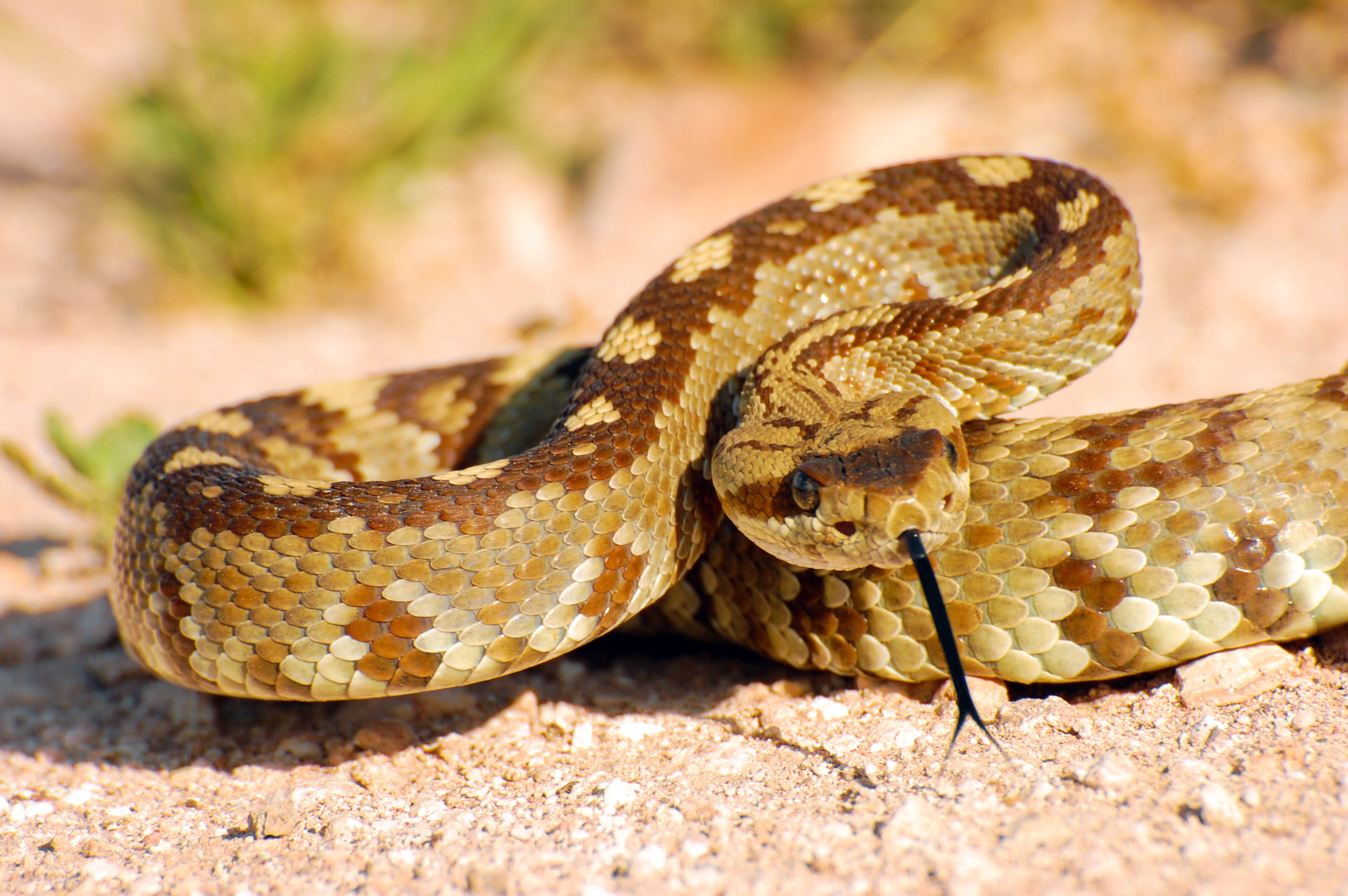 Rattlesnake Bite Prevention