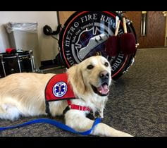 Cooper Therapy Dog
