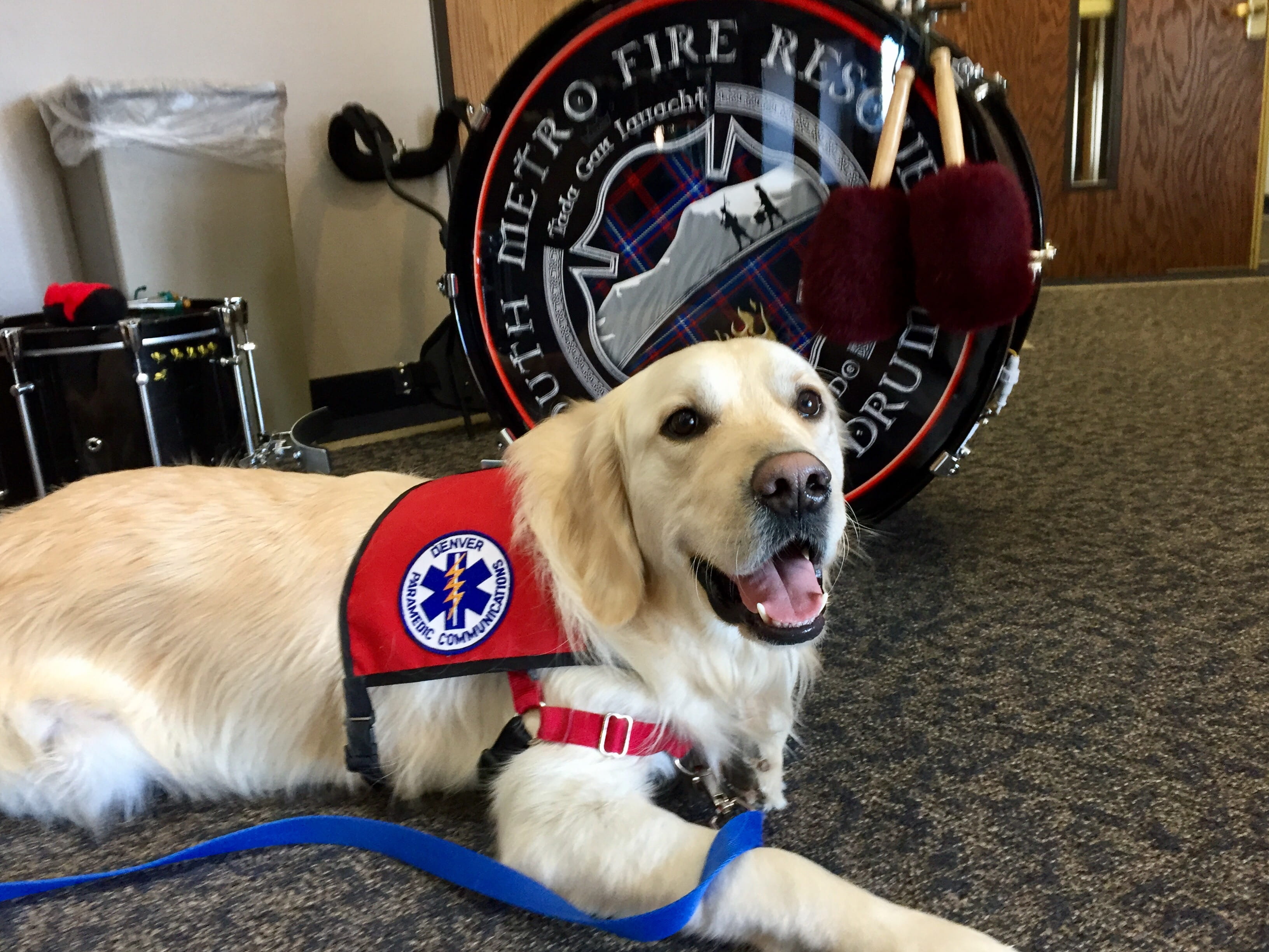 therapy dog corporate visit