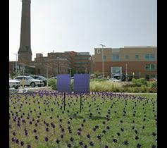Denver Health observes Overdose Awareness Day with 1062 purple ribbons
