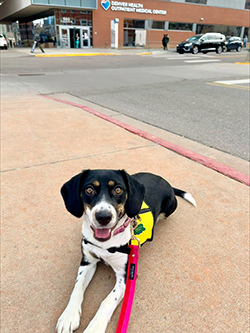 Oakley, a therapy dog