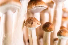 Mushrooms
