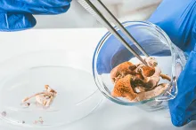 Psilocybin and Magic Mushrooms stock photo