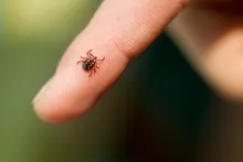 a tick is shown on an index finger