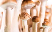 magic mushrooms