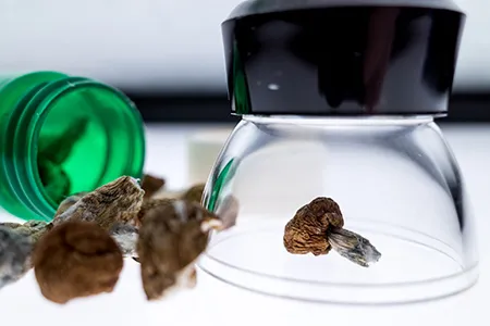 magic mushrooms shown in a jar