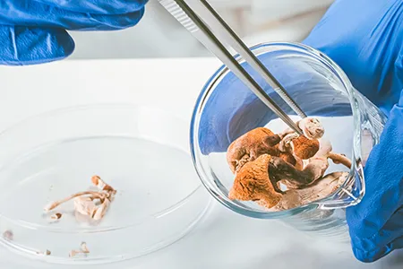 Psilocybin and Magic Mushrooms stock photo