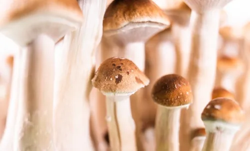 magic mushrooms