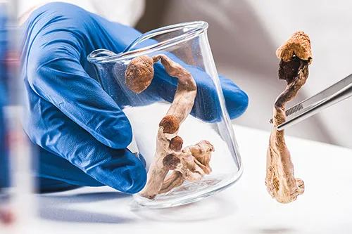 Psilocybin, aka "magic mushrooms," in a lab environment